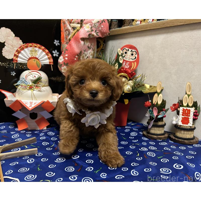 販売中の岡山県のタイニープードル-433107の2枚目