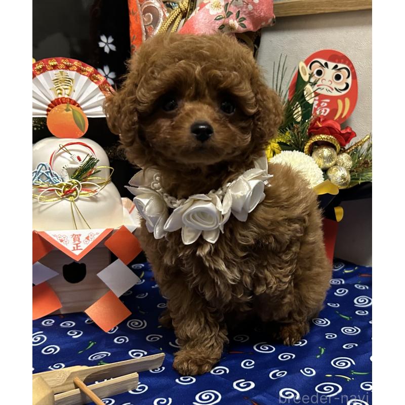 販売中の岡山県のティーカッププードル-433110の12枚目