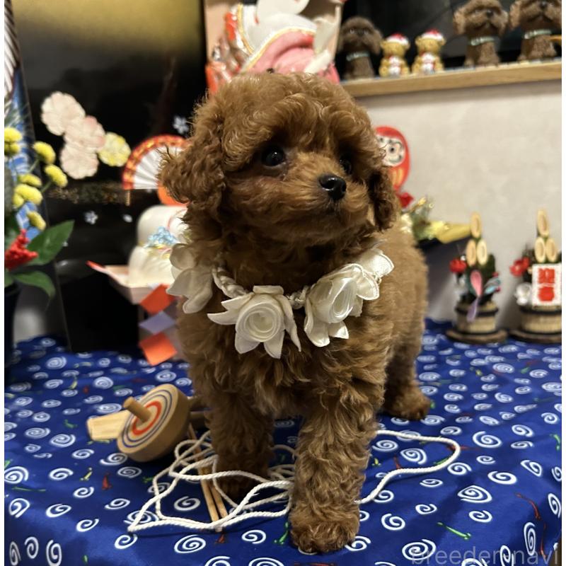 販売中の岡山県のティーカッププードル-433110の10枚目