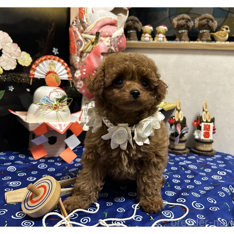 販売中の岡山県のティーカッププードル-433110の9枚目