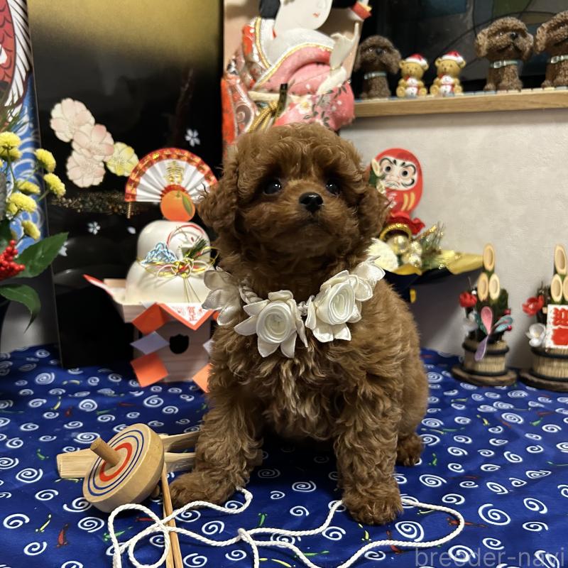 販売中の岡山県のティーカッププードル-433110の8枚目