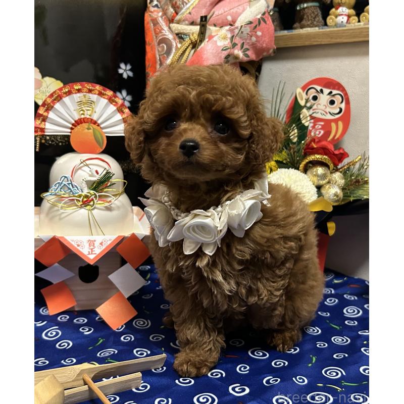 販売中の岡山県のティーカッププードル-433110の7枚目