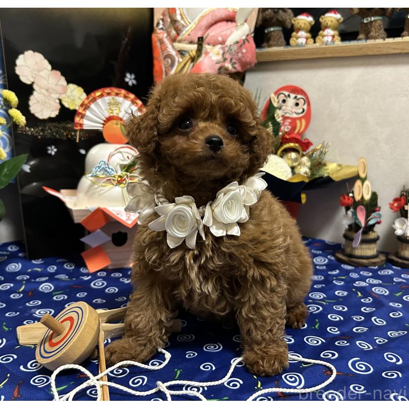 販売中の岡山県のティーカッププードル-433110の5枚目