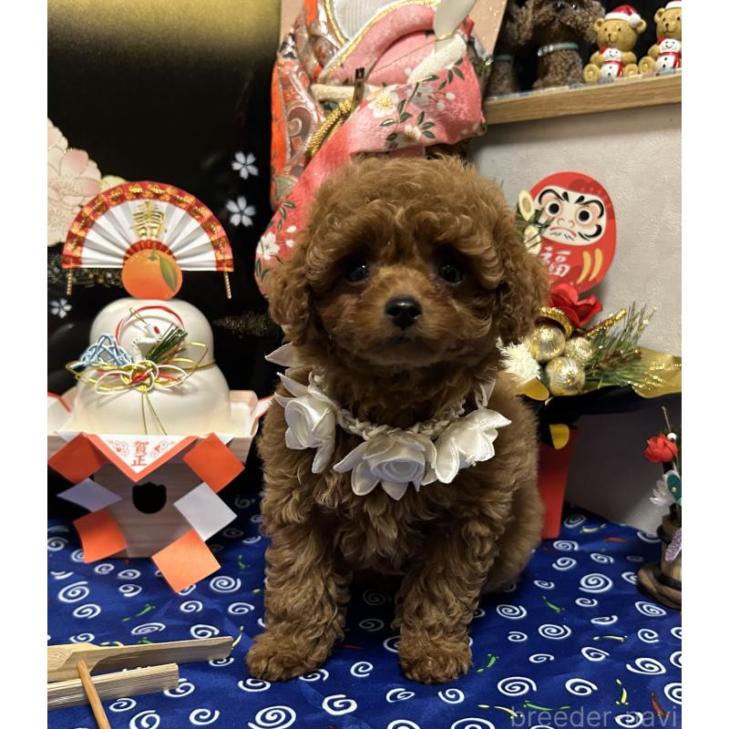 販売中の岡山県のティーカッププードル-433110の4枚目