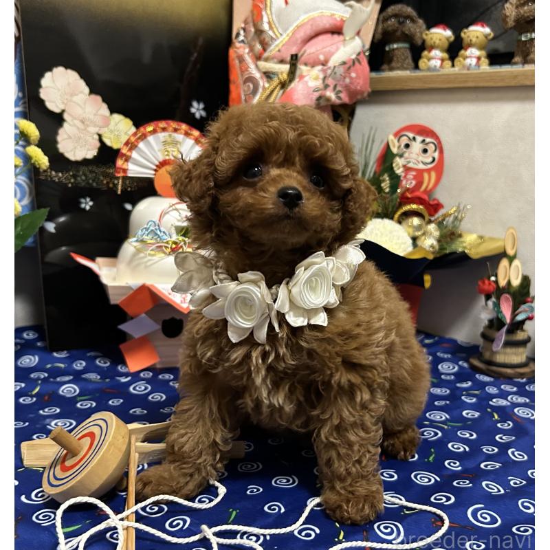 販売中の岡山県のティーカッププードル-433110の2枚目