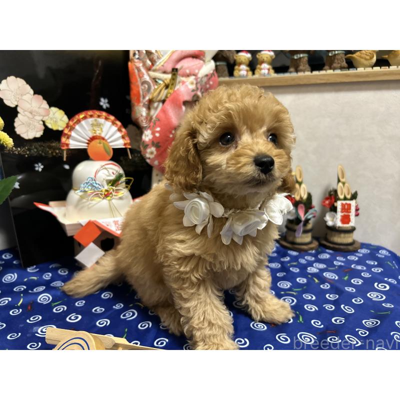 販売中の岡山県のタイニープードル-433113の10枚目