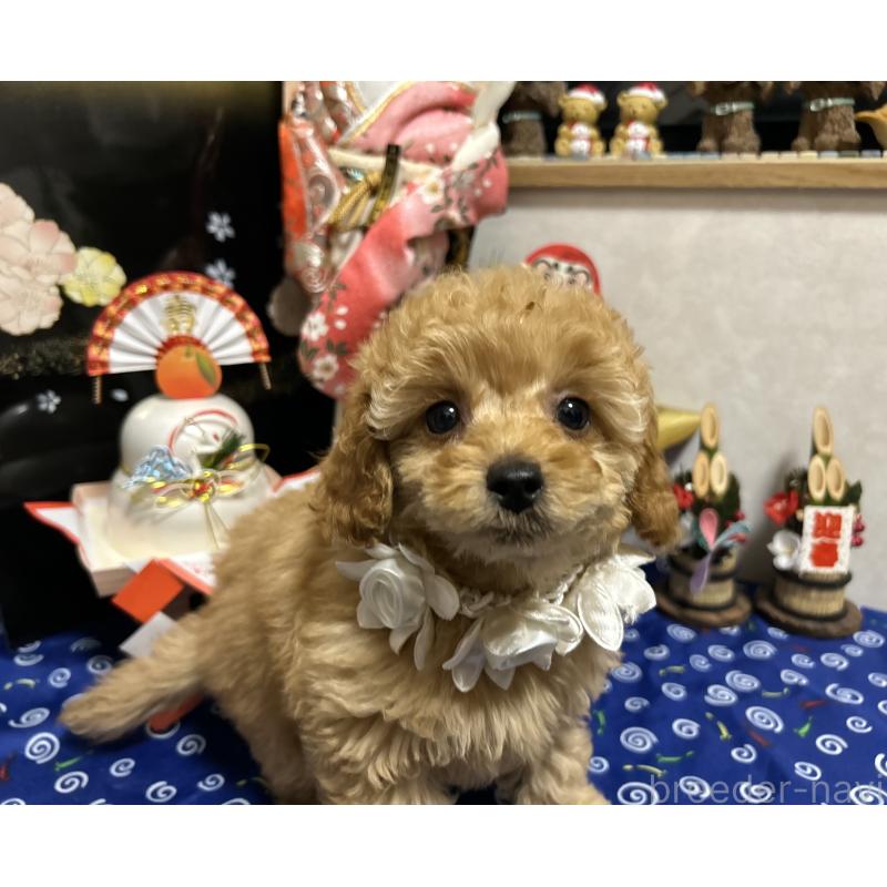 販売中の岡山県のタイニープードル-433113の8枚目