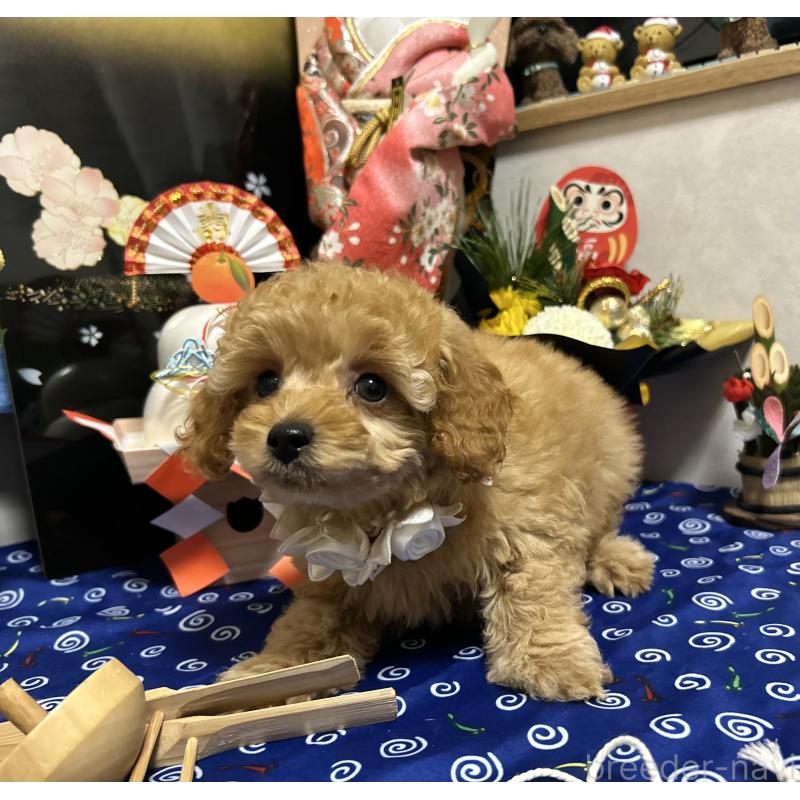 販売中の岡山県のタイニープードル-433113の7枚目