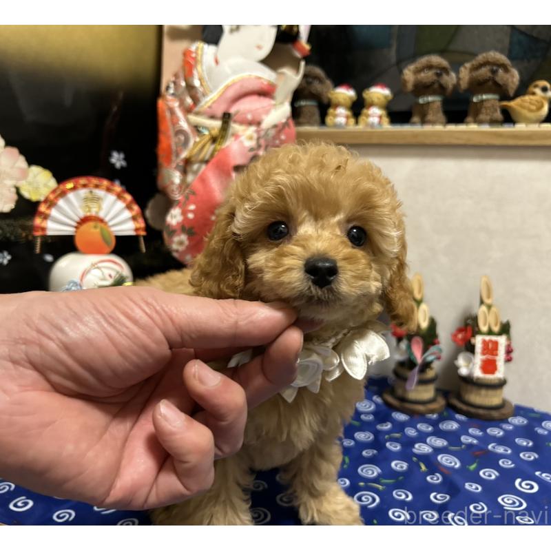 販売中の岡山県のタイニープードル-433113の6枚目