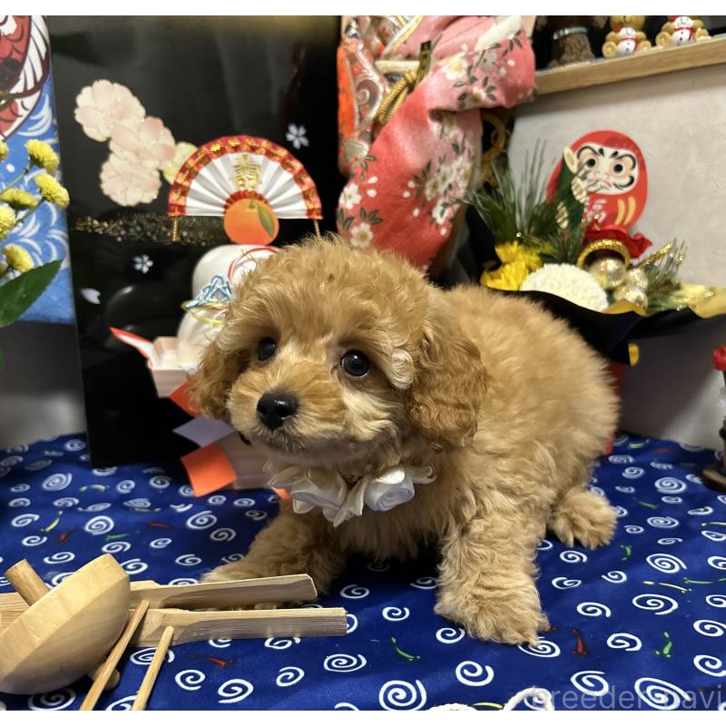 販売中の岡山県のタイニープードル-433113の5枚目