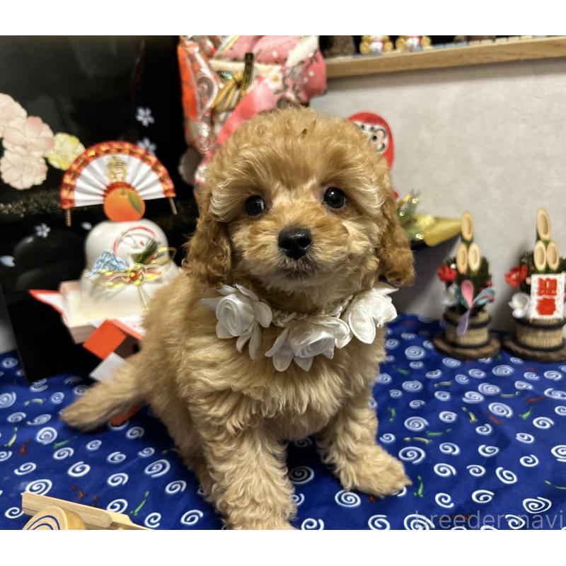 販売中の岡山県のタイニープードル-433113の3枚目