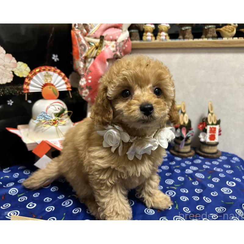 販売中の岡山県のタイニープードル-433113の2枚目