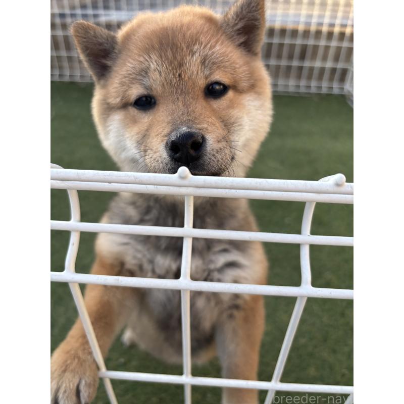 販売中の埼玉県の豆柴-440140の1枚目