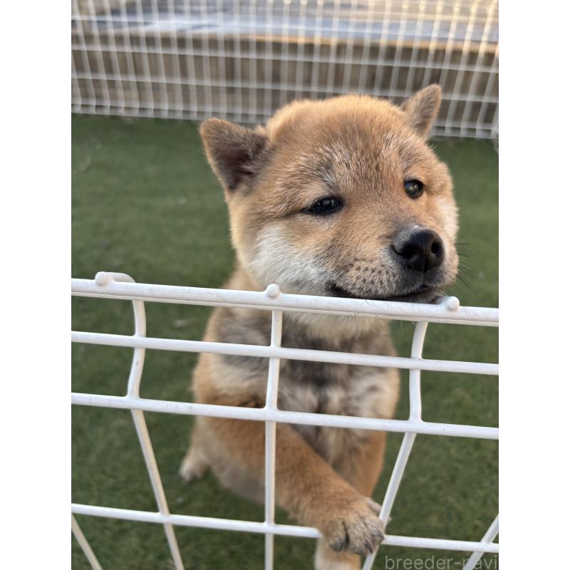 販売中の埼玉県の豆柴-440140の5枚目