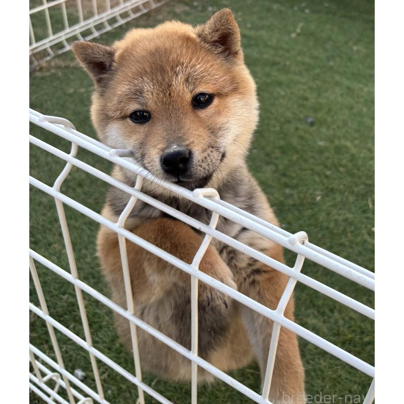 販売中の埼玉県の豆柴-440140の4枚目