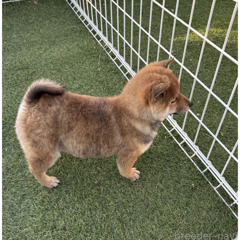 販売中の埼玉県の豆柴-440140の3枚目