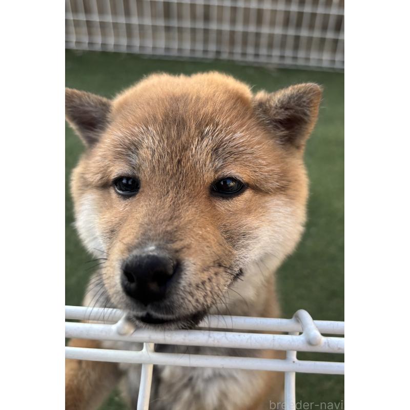 販売中の埼玉県の豆柴-440140の2枚目