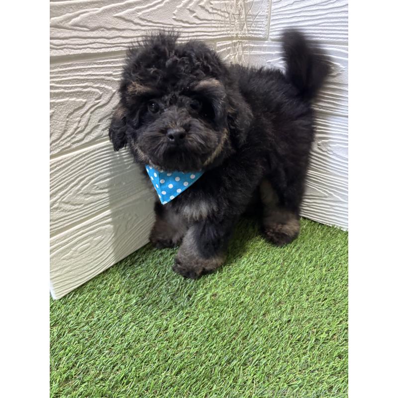 販売中の埼玉県のトイプードル-430381の1枚目