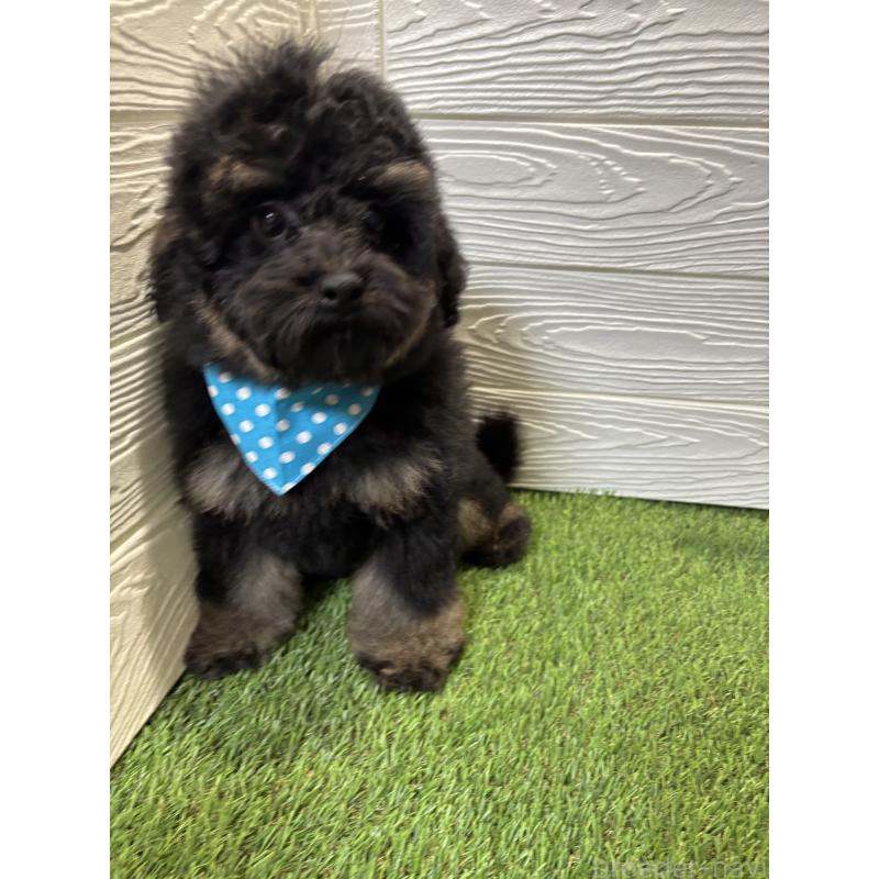 販売中の埼玉県のトイプードル-430381の8枚目