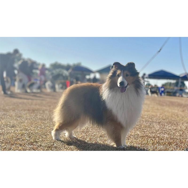 販売中の静岡県のシェットランドシープドッグ(シェルティ)-440141の1枚目