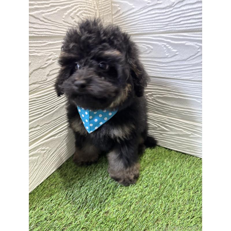 販売中の埼玉県のトイプードル-430381の7枚目