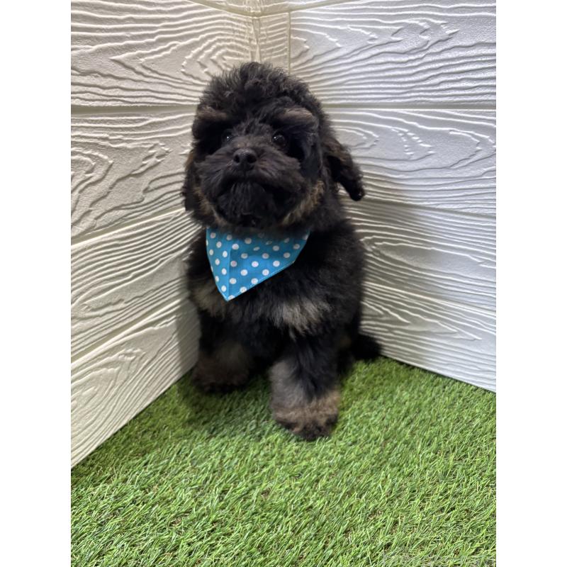 販売中の埼玉県のトイプードル-430381の5枚目