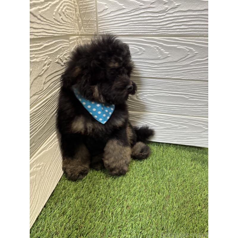 販売中の埼玉県のトイプードル-430381の4枚目