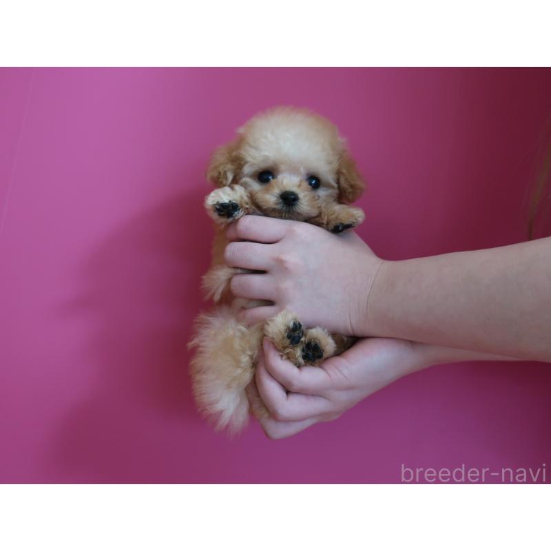 成約済の鹿児島県のティーカッププードル-437508の5枚目