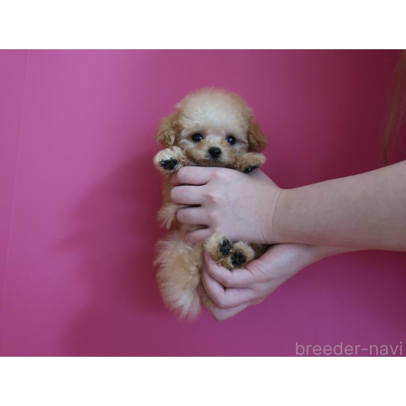 成約済の鹿児島県のティーカッププードル-437508の3枚目