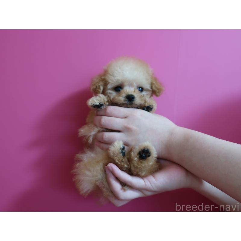 成約済の鹿児島県のティーカッププードル-437508の2枚目