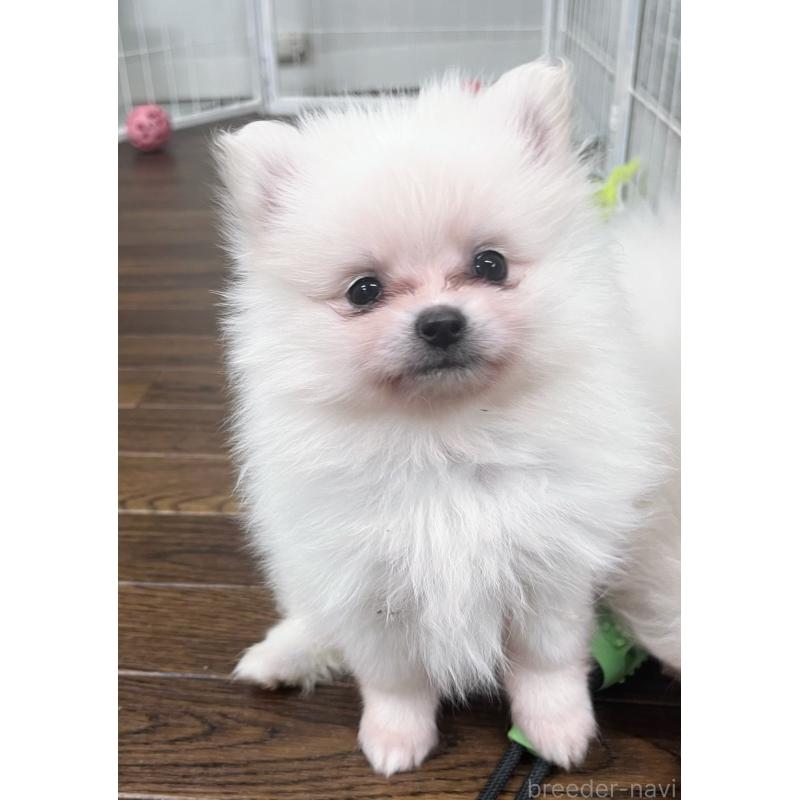 販売中の東京都のポメラニアン-440142の8枚目