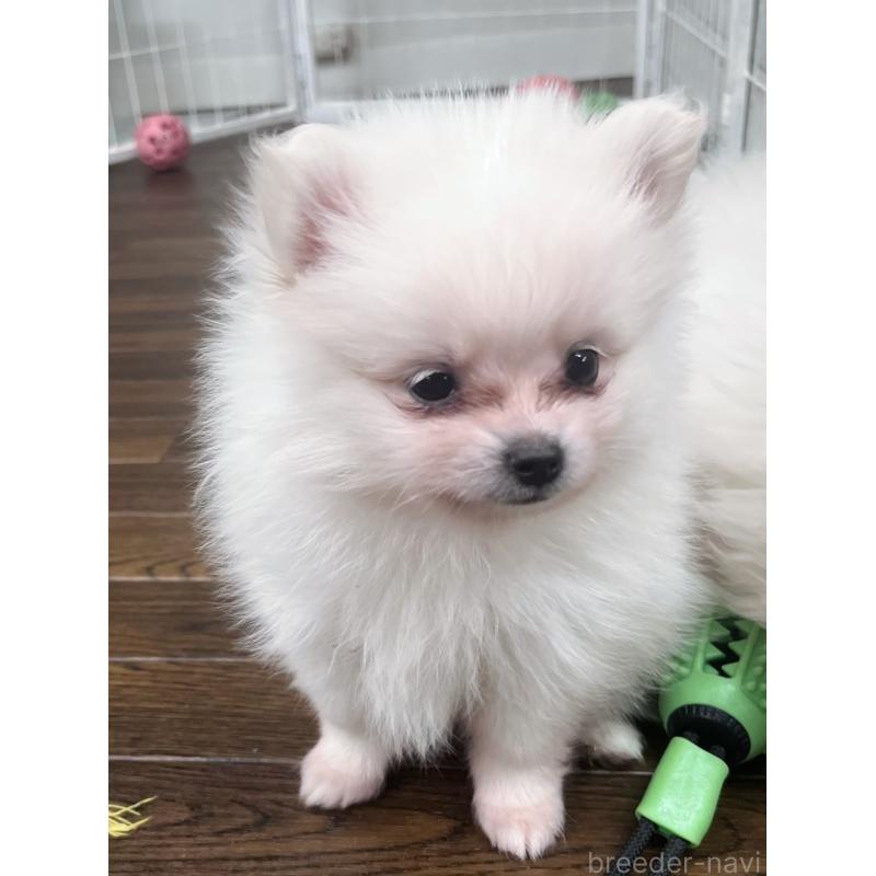 販売中の東京都のポメラニアン-440142の7枚目