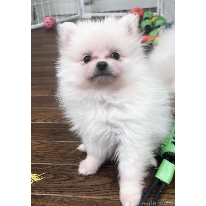 販売中の東京都のポメラニアン-440142の6枚目