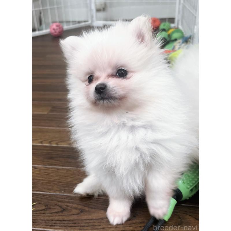 販売中の東京都のポメラニアン-440142の5枚目