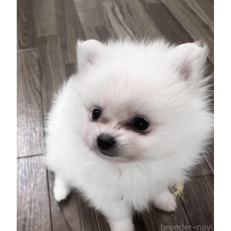 販売中の東京都のポメラニアン-440142の2枚目