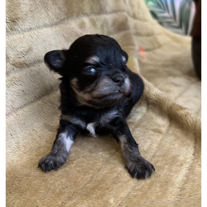 販売中の愛媛県のチワワ(ロングコート)-440143の4枚目