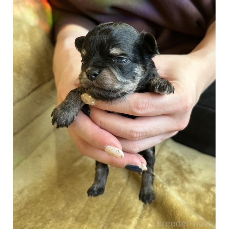 販売中の愛媛県のチワワ(ロングコート)-440143の3枚目