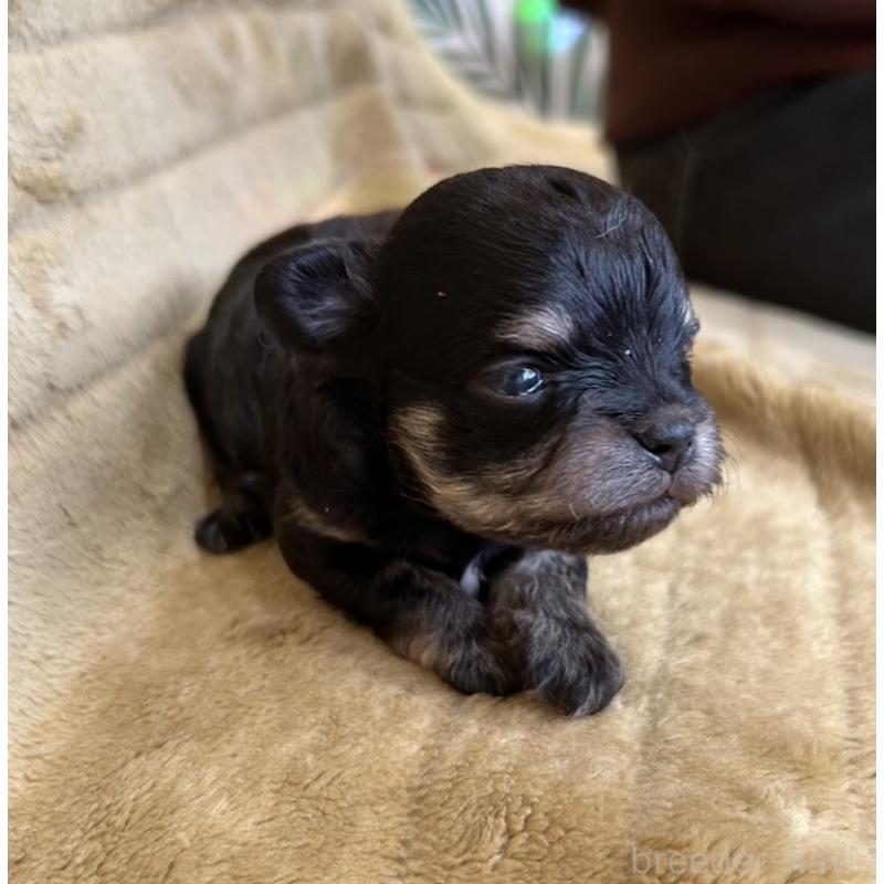 販売中の愛媛県のチワワ(ロングコート)-440143の2枚目