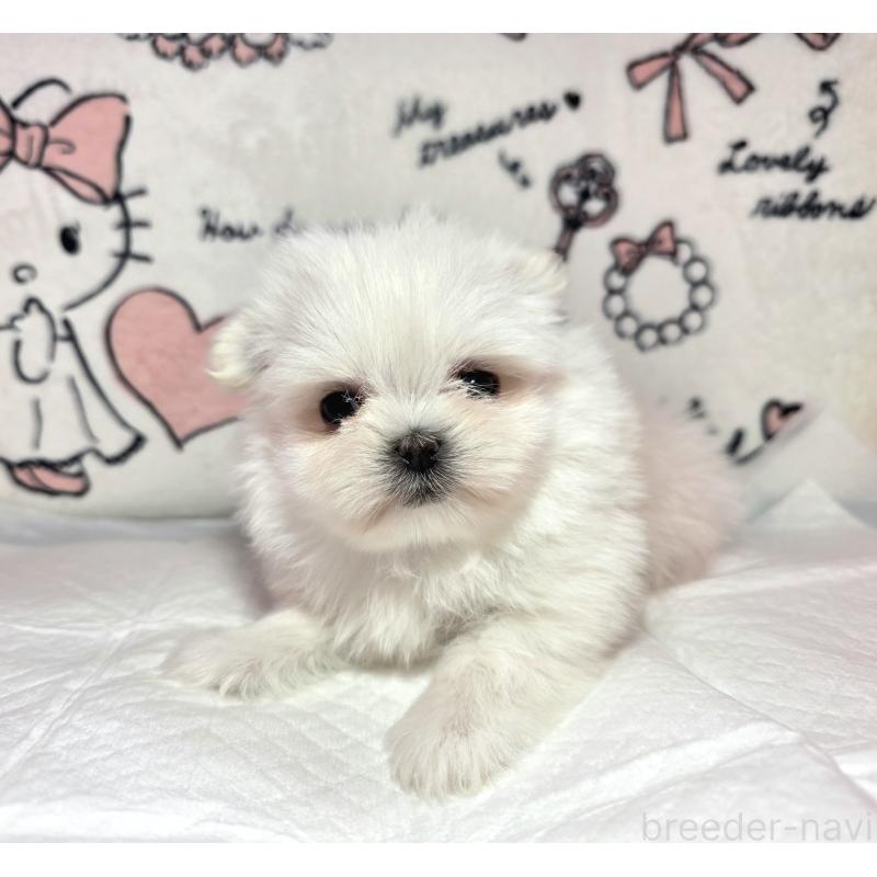 販売中の静岡県のポメマル:ポメラニアン×マルチーズ-437697