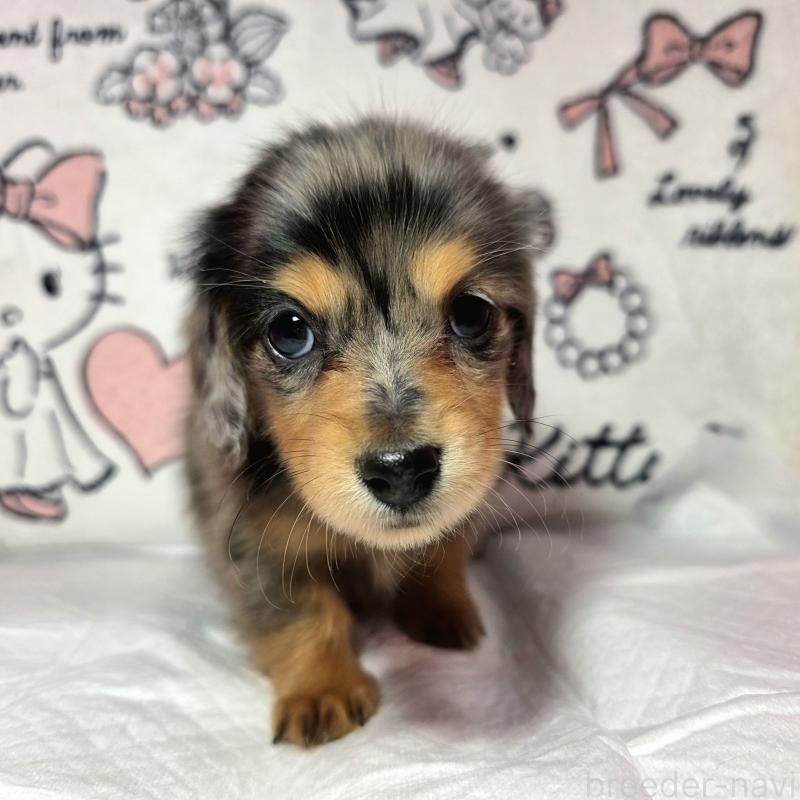 成約済ののミニチュアダックスフンド(ロングヘアード)-434084