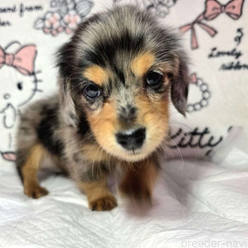 成約済の静岡県のミニチュアダックスフンド(ロングヘアード)-434084の10枚目