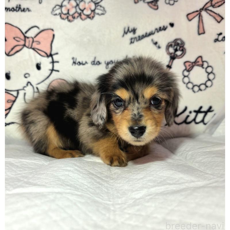 成約済の静岡県のミニチュアダックスフンド(ロングヘアード)-434084の9枚目