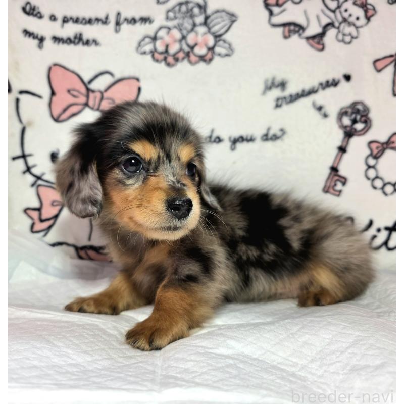 成約済の静岡県のミニチュアダックスフンド(ロングヘアード)-434084の8枚目