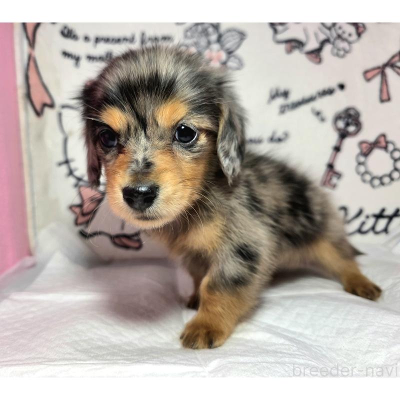 成約済の静岡県のミニチュアダックスフンド(ロングヘアード)-434084の6枚目