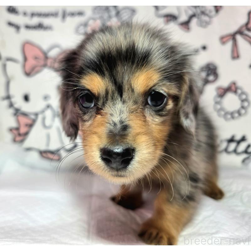 成約済の静岡県のミニチュアダックスフンド(ロングヘアード)-434084の5枚目