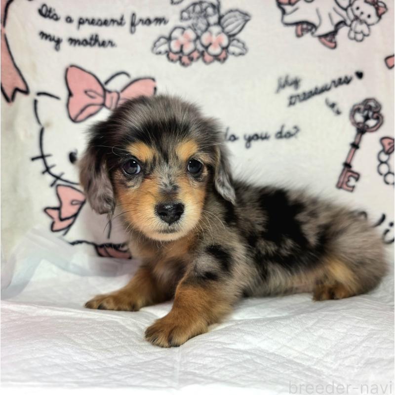 成約済の静岡県のミニチュアダックスフンド(ロングヘアード)-434084の4枚目