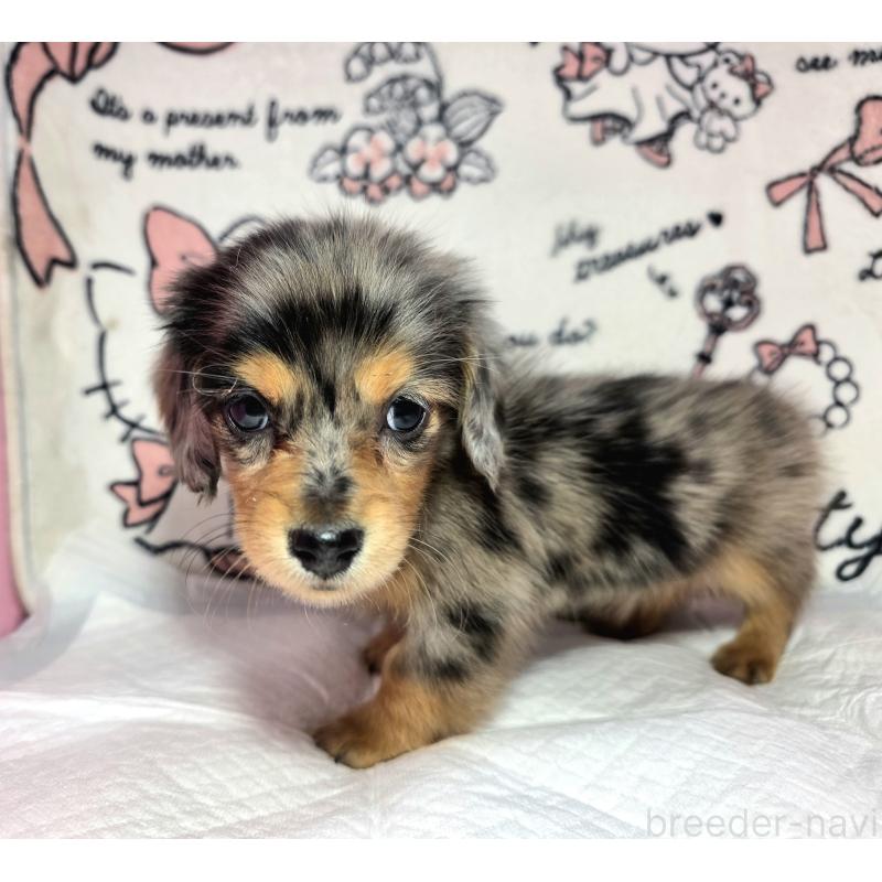 成約済の静岡県のミニチュアダックスフンド(ロングヘアード)-434084の3枚目