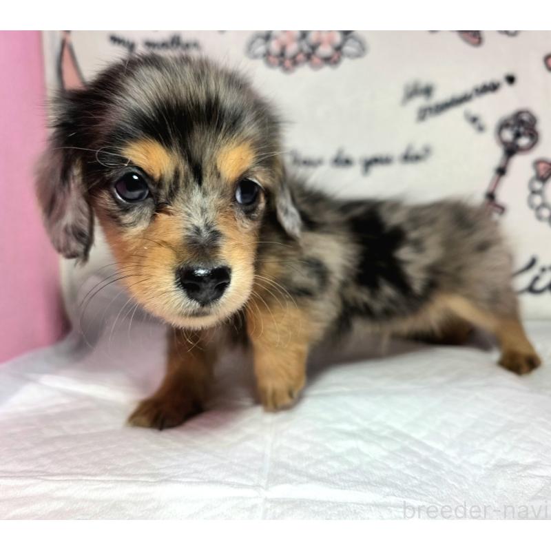 成約済の静岡県のミニチュアダックスフンド(ロングヘアード)-434084の2枚目