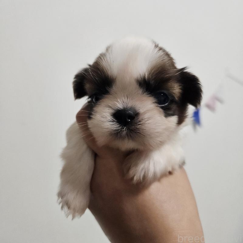 販売中の福岡県のシーズー-440147の3枚目