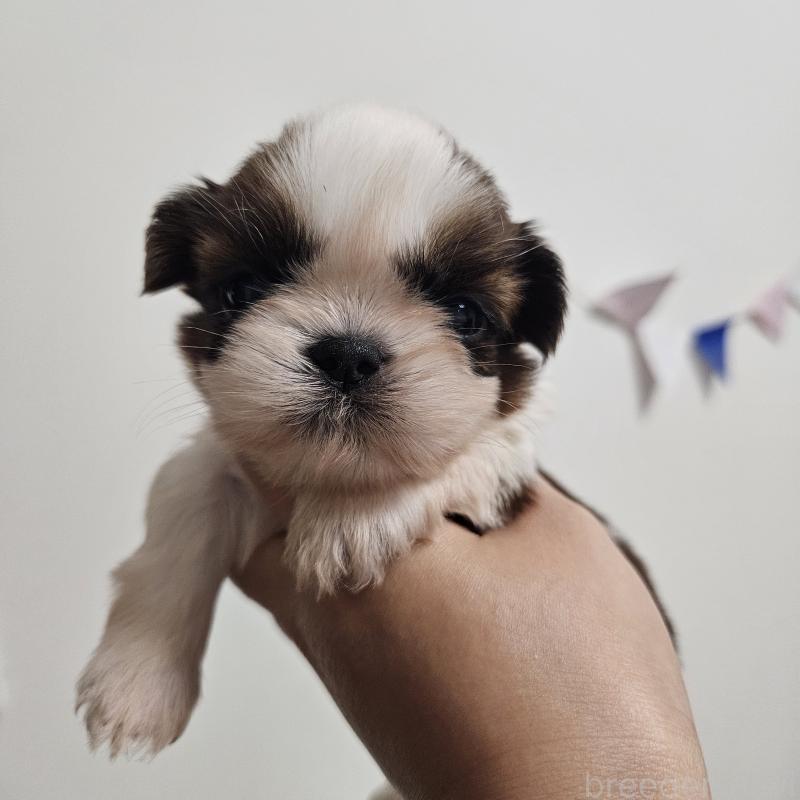 販売中の福岡県のシーズー-440147の1枚目